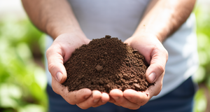 The Top 5 Ways to Boost Soil Nutrients with Used Coffee Grounds