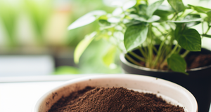 5 Reasons Why You Should Start Composting with Coffee Grounds