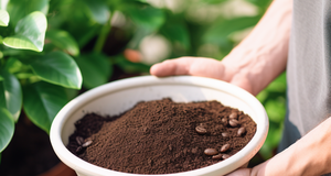 How to Make a Natural Fertilizer for Your Plants with Coffee Grounds